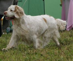 Patch - Abbyford Lady Sudeley 2011