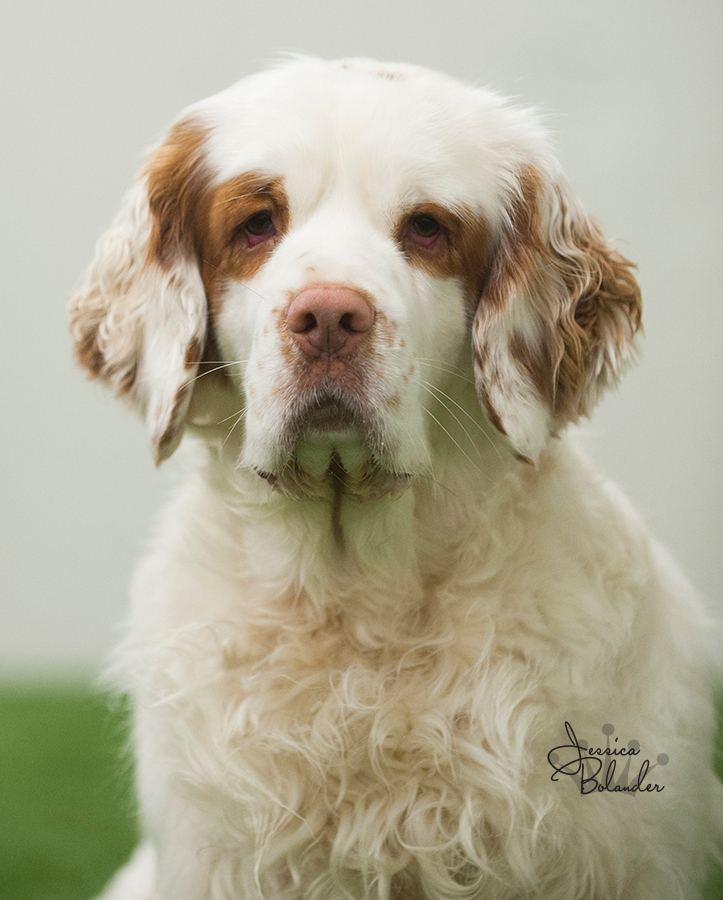 Clumber spaniel clearance kennel